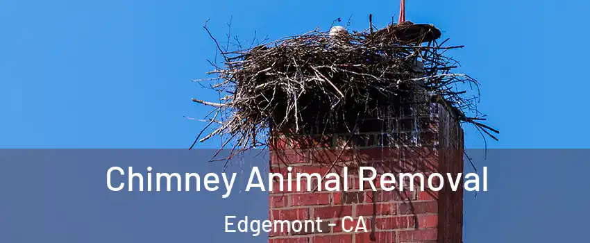 Chimney Animal Removal Edgemont - CA