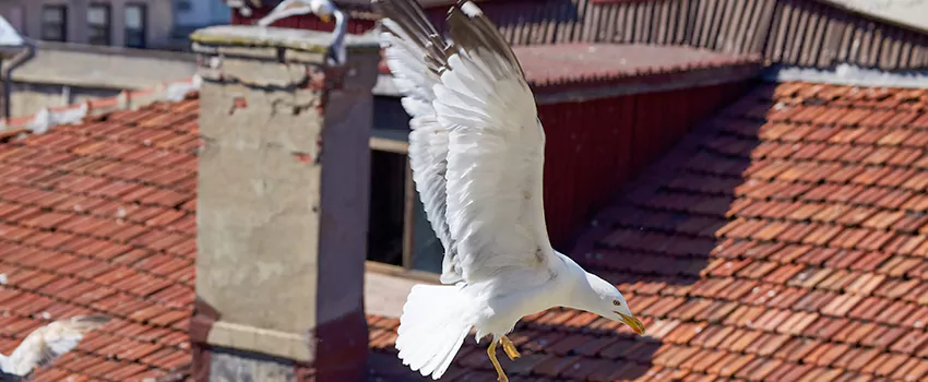 Residential Chimney Animal Removal Solution in Edgemont, CA
